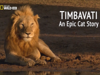 Сериал Тимбавати: Мир диких кошек